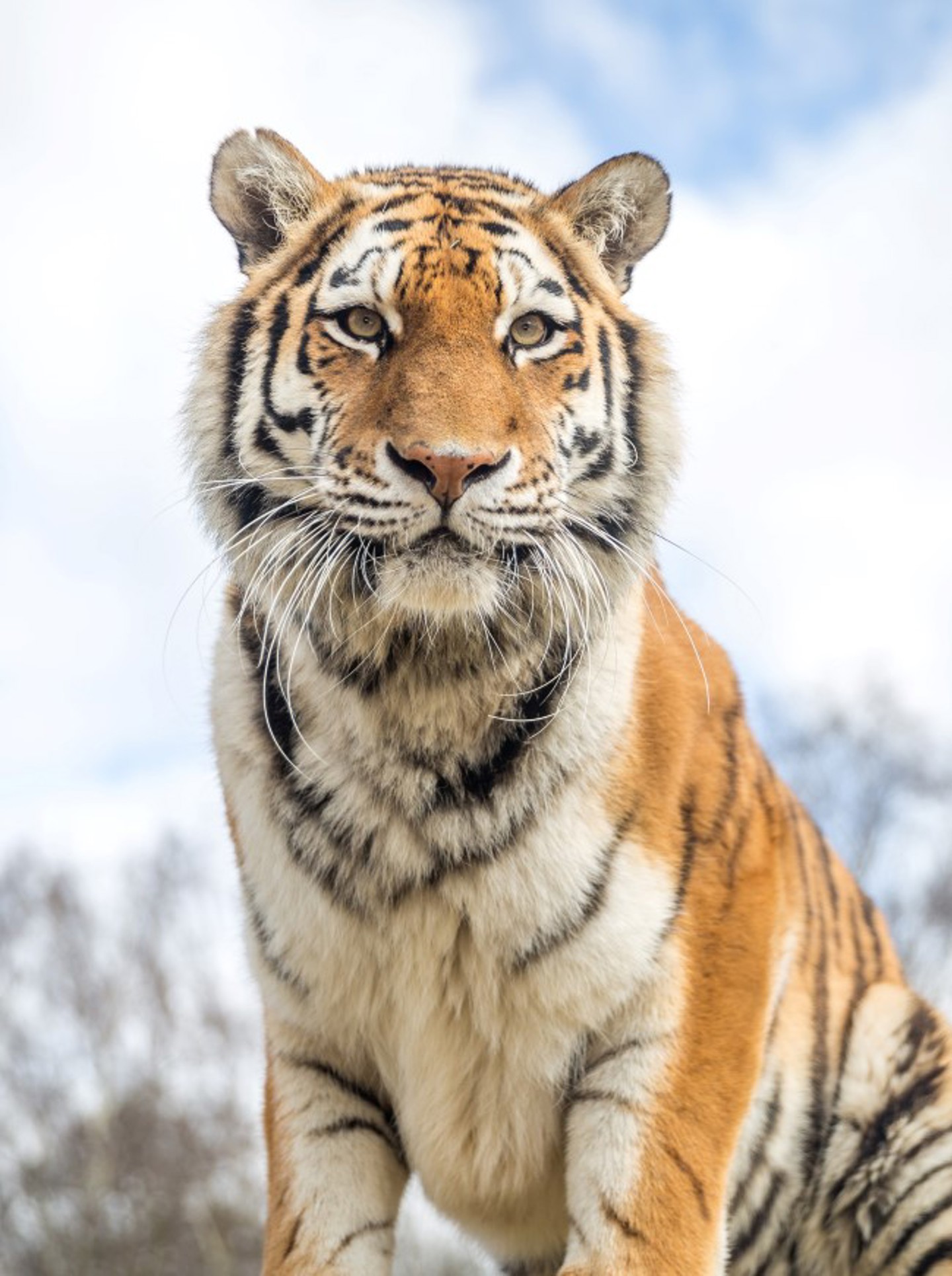Tiger looks towards camera against blue sky backdrop