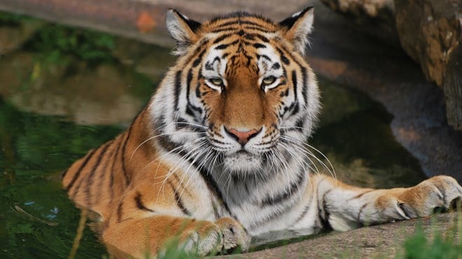 Female tiger looks into camera while sitting in pond, resting her paws on the side 