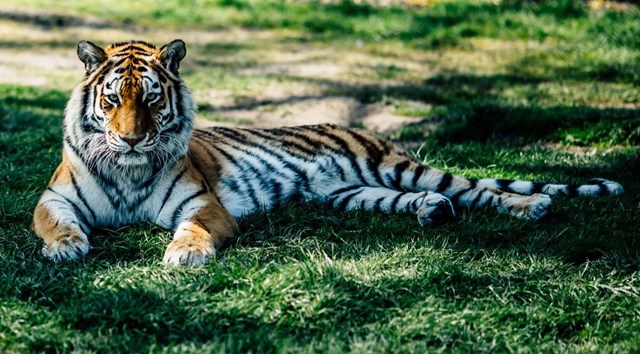 Vera the Amur tiger relaxes in shady grass