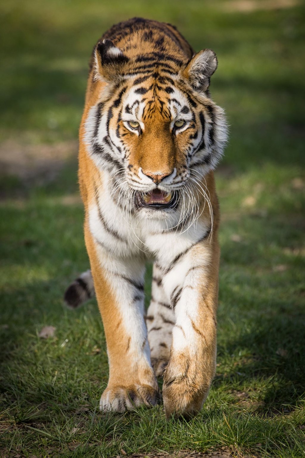 Tiger walks on the grass towards camera, her mouth slightly open and teeth showing 