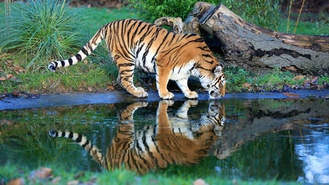 Vera the Amur tiger drinks from pond as it shows her reflection