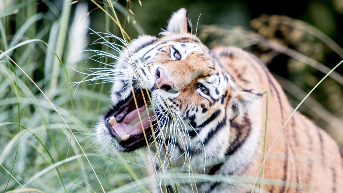 Female tiger eats grass close up 