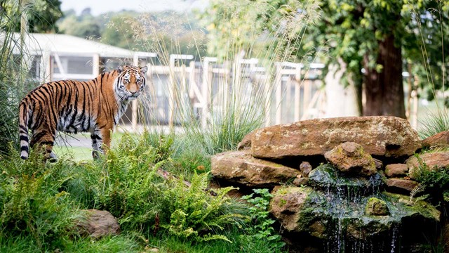 Female tiger looks at camera from grassy hill surrounded by rocks and waterfall