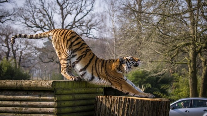 Image of vera tiger web 1920x1080 big stretch