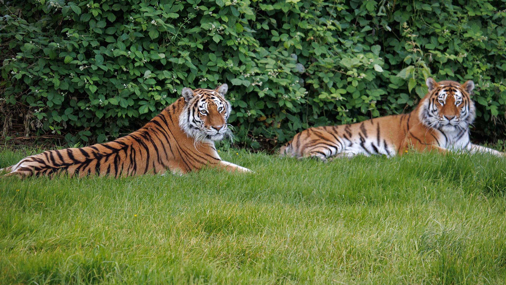 Amur tigers, Vera and Dmitri looking at the camera while lying down in the shade together