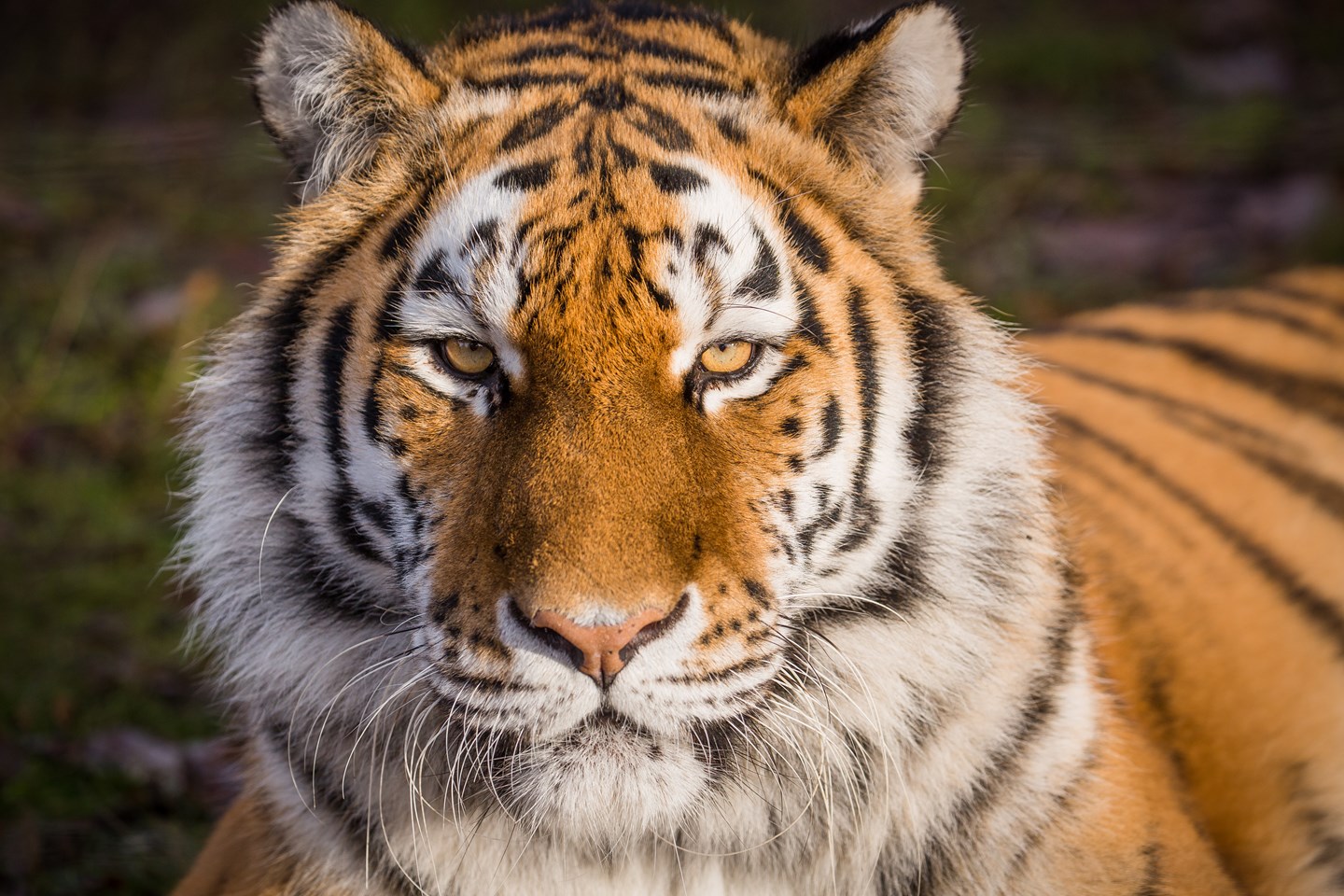 Image of woburn safari park tiger dec 2019 13