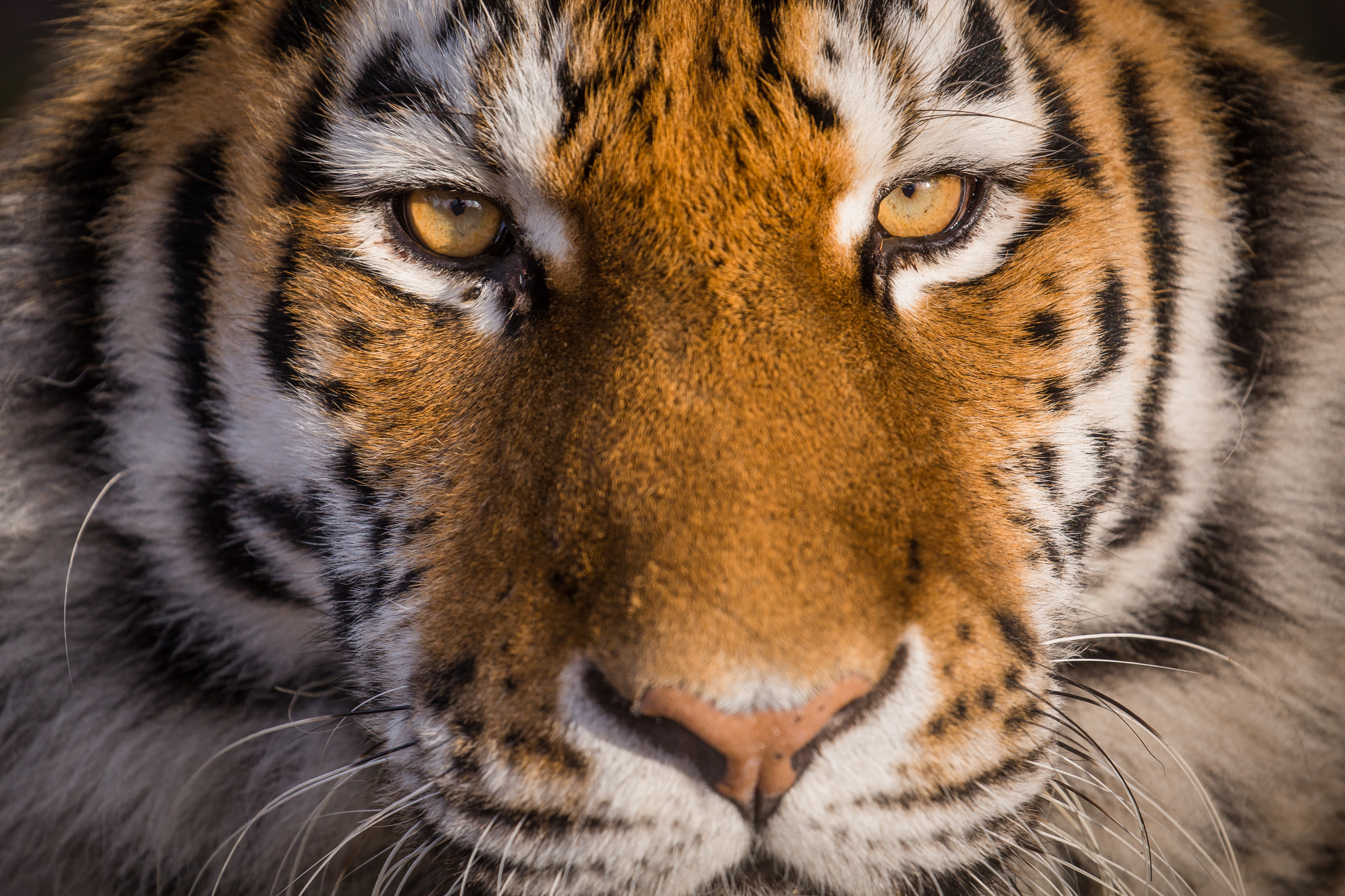 Woburn Safari Park  Tiger  Dec 2019 -14.jpg
