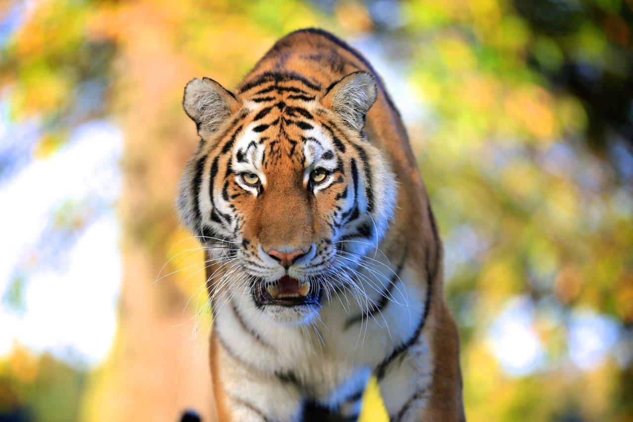 Amur Tiger | Woburn Safari Park