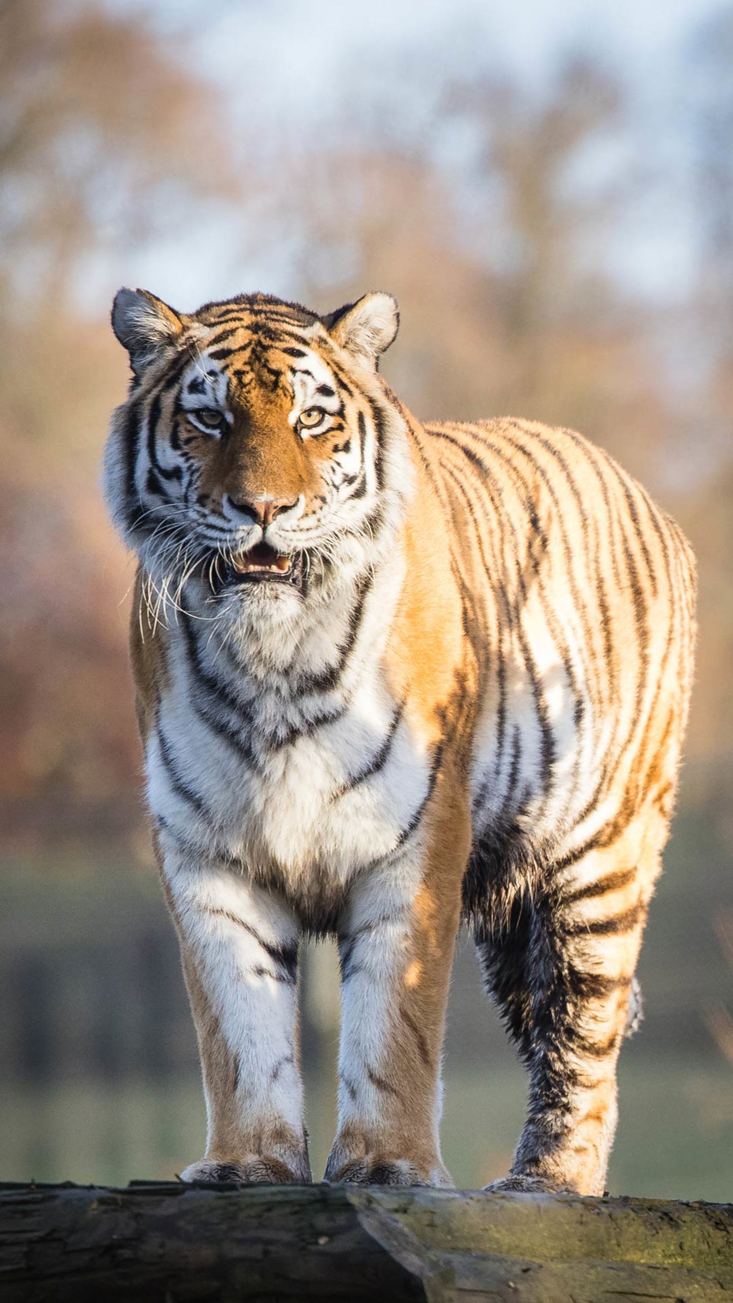 Vera the Amur tiger standing proud on a wooden platform