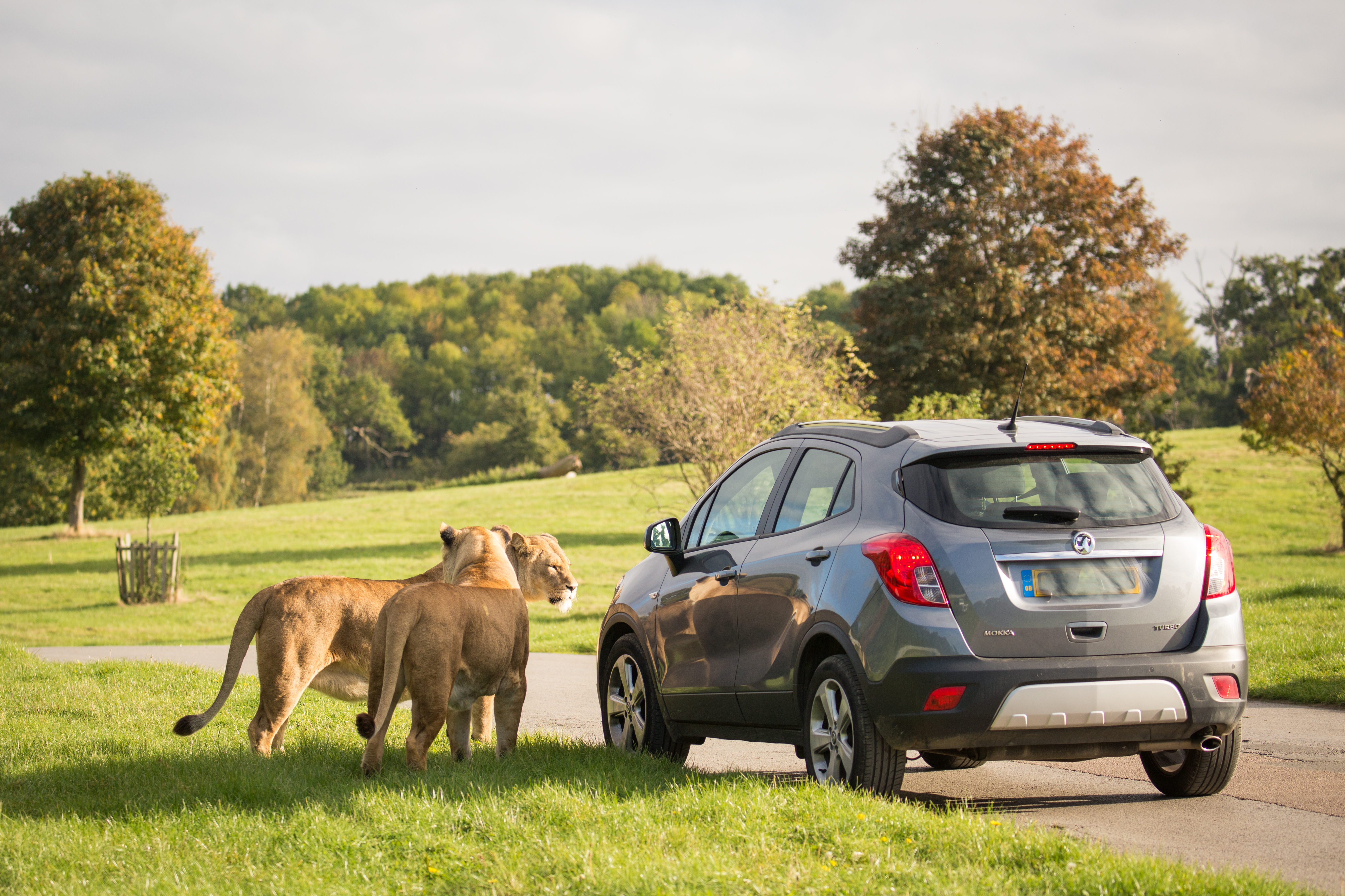 Book Your Adventure Today | Woburn Safari Park Book Your Adventure Today | Woburn Safari Park
