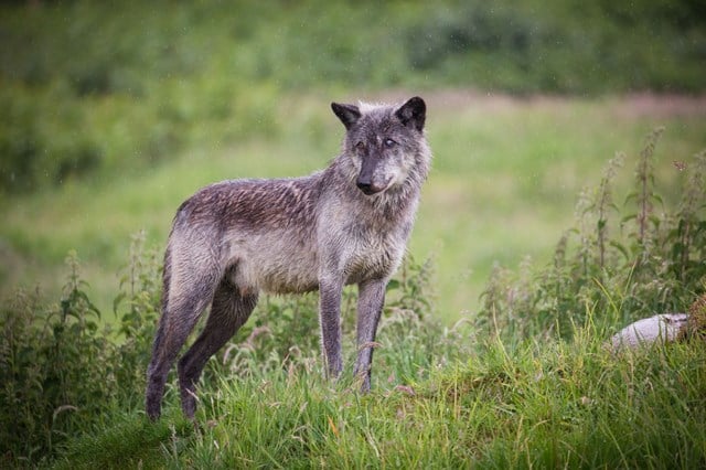 Grey wolf stands on grass