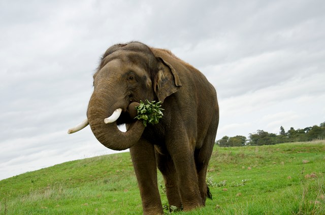 Male Asian Elephant eats browse with trunk while standing in expansive grassy field 