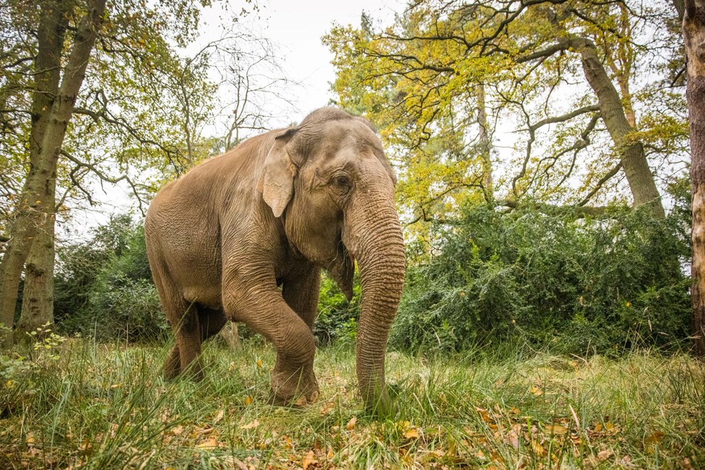 Asian Elephant walks through woodland