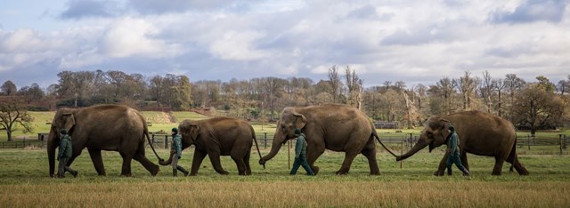 Elephants walk across expansive grassy plain holding trunks to tails