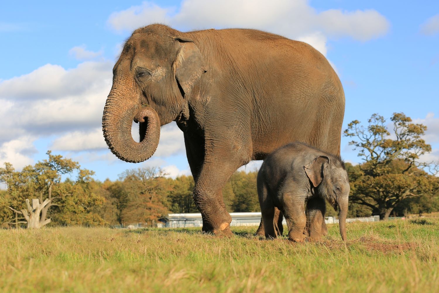 Damini & Tarli at Woburn Safari Park.jpg