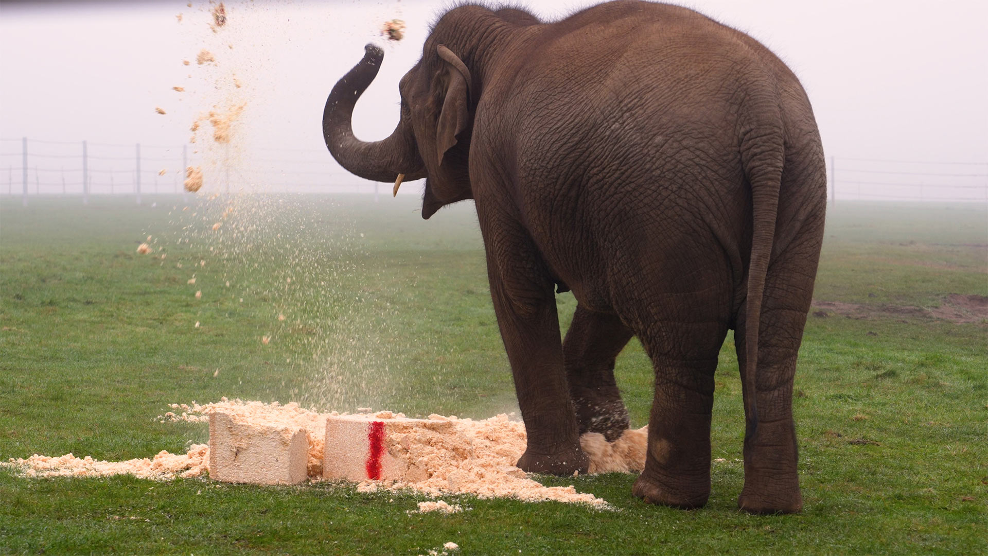 Elephant throwing sawdust in air