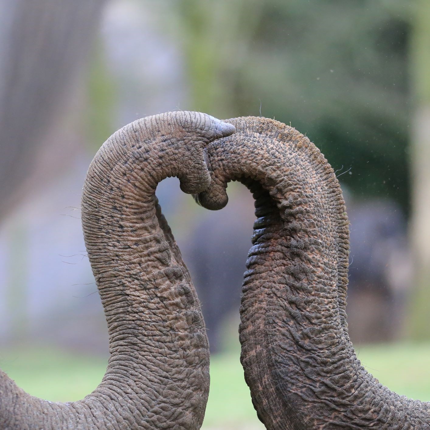 Two elephant trunks press together to make a heart shape 