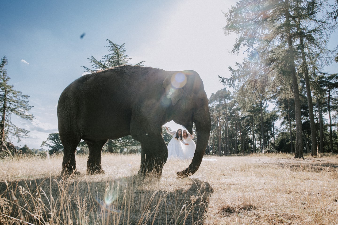 Two brides pose behind elephant in forest with no barriers between them on sunny day