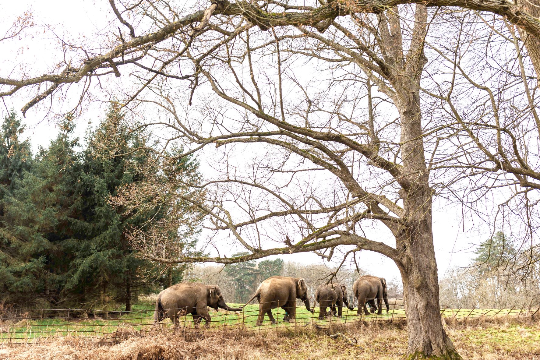 Elephants from the air - Woburn Safari Park.jpg