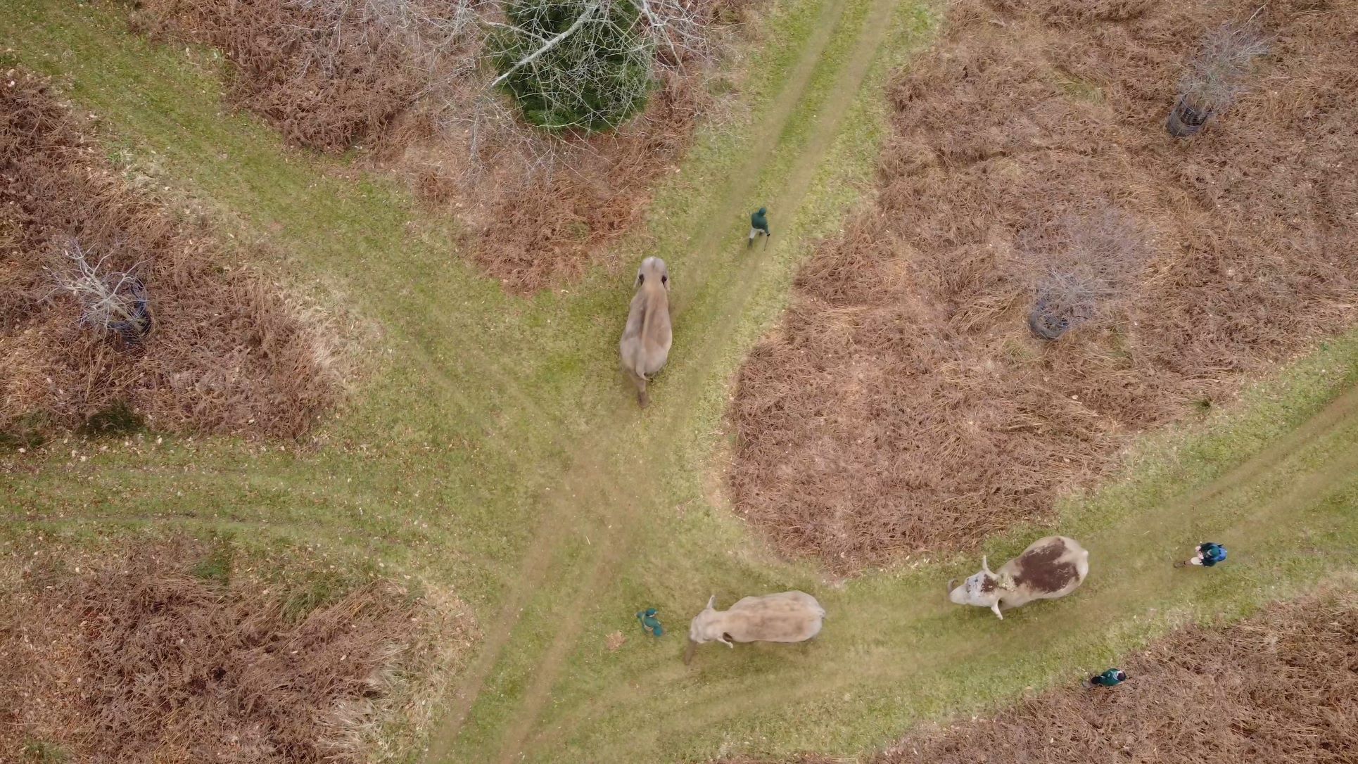 Elephants from the Air at Woburn Safari Park .jpg