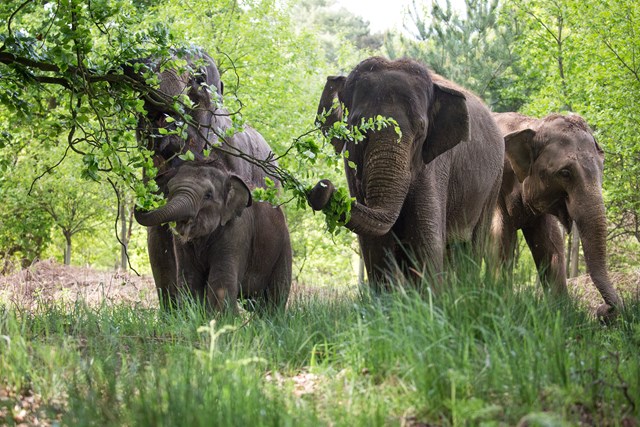 Three adult and one baby elephant graze on branches and grass with their trunks against a backdrop of trees and bushes 