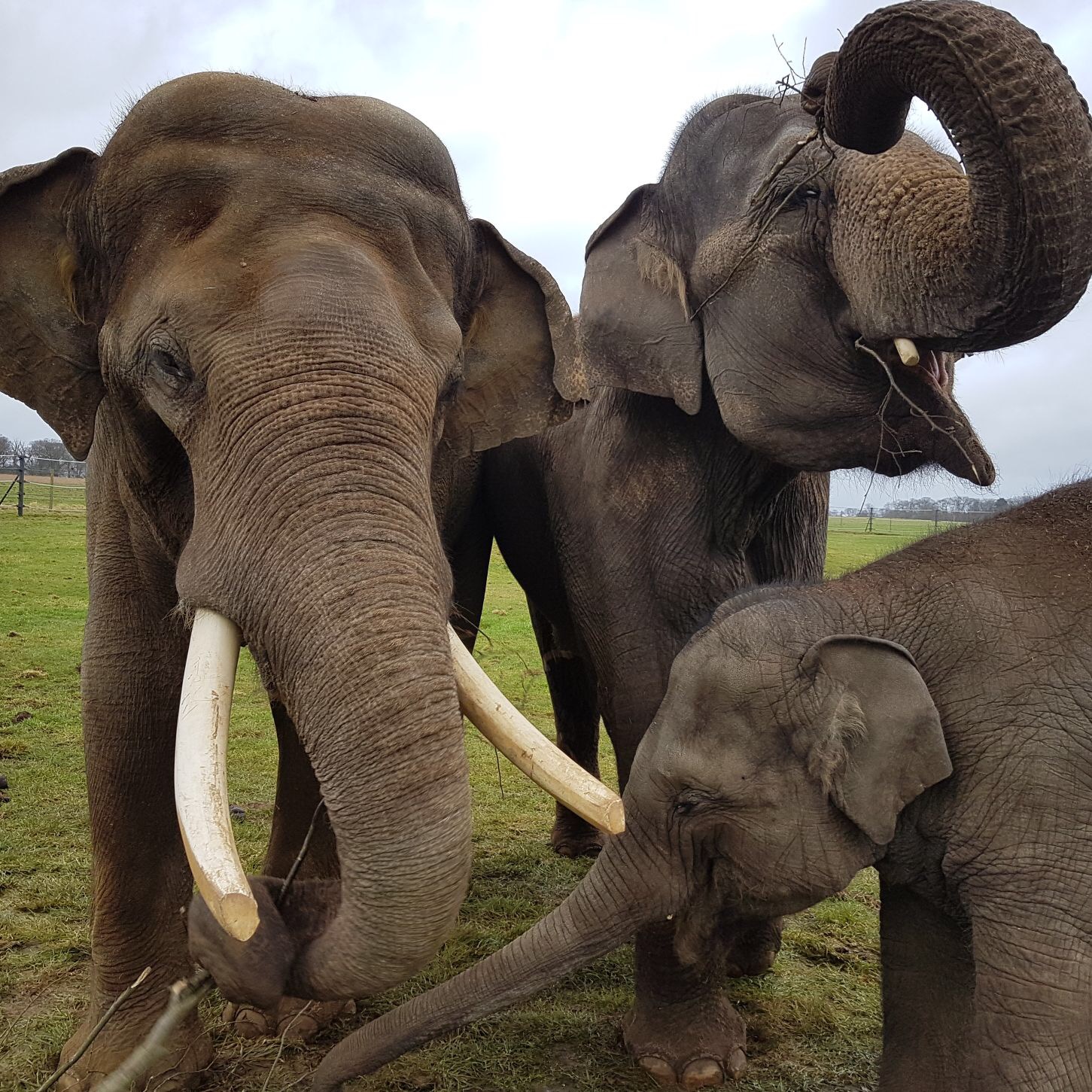 woburn safari park meet the elephants