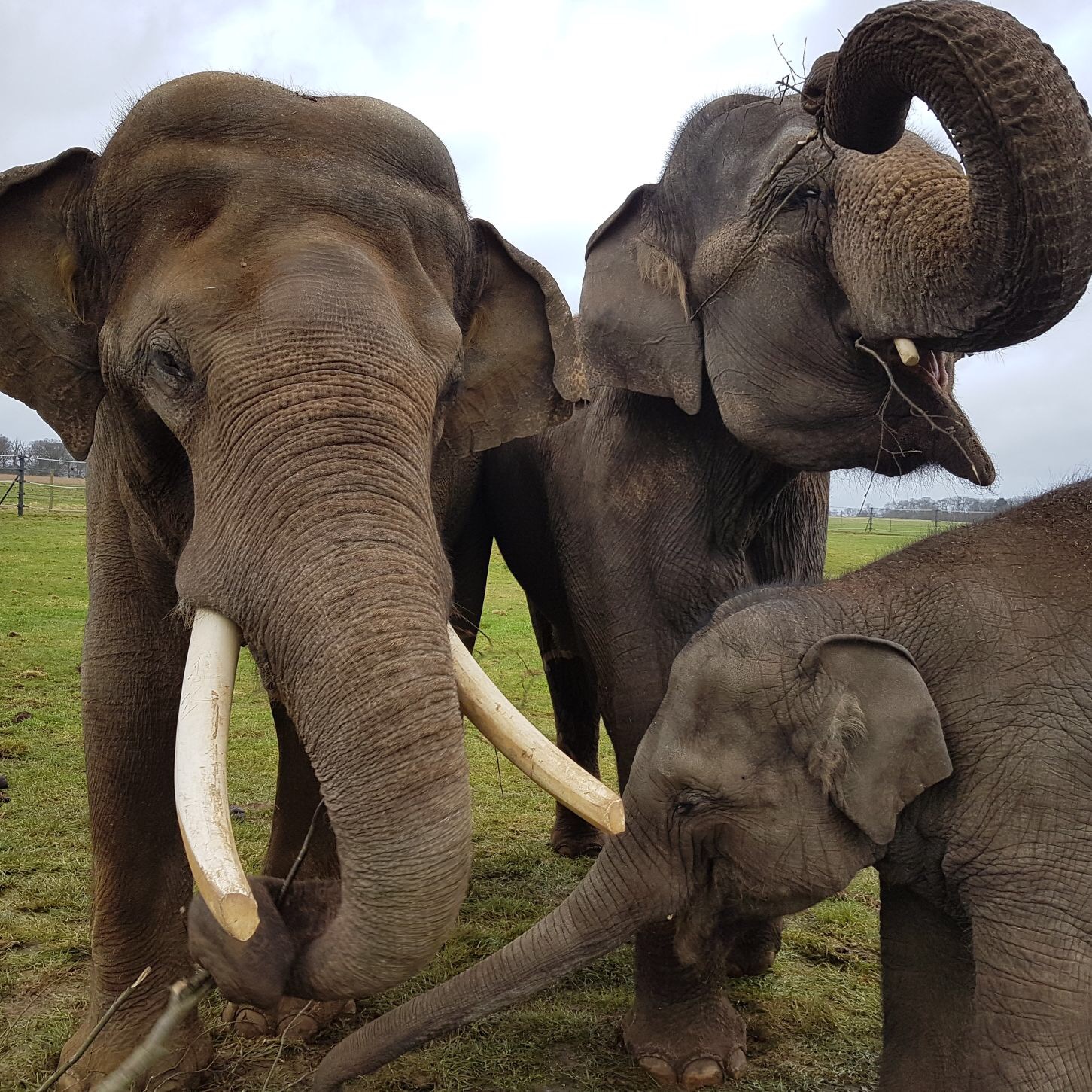 Three Asian Elephants play in grassy reserve 