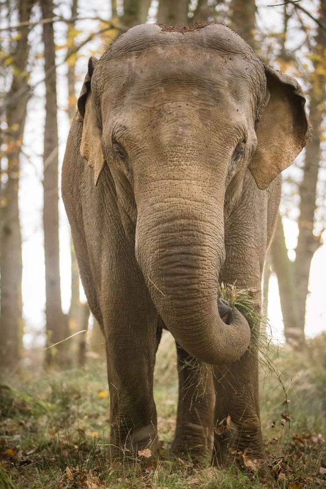 Elephant faces camera holding a tuft of grass in her trunk with an autumn forest in the background 