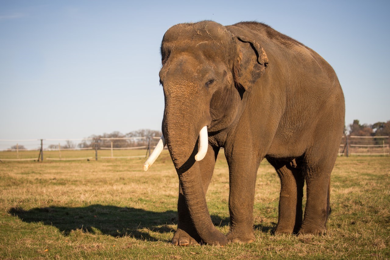 Raja the male Asian Elephant stands in grassy reserve 
