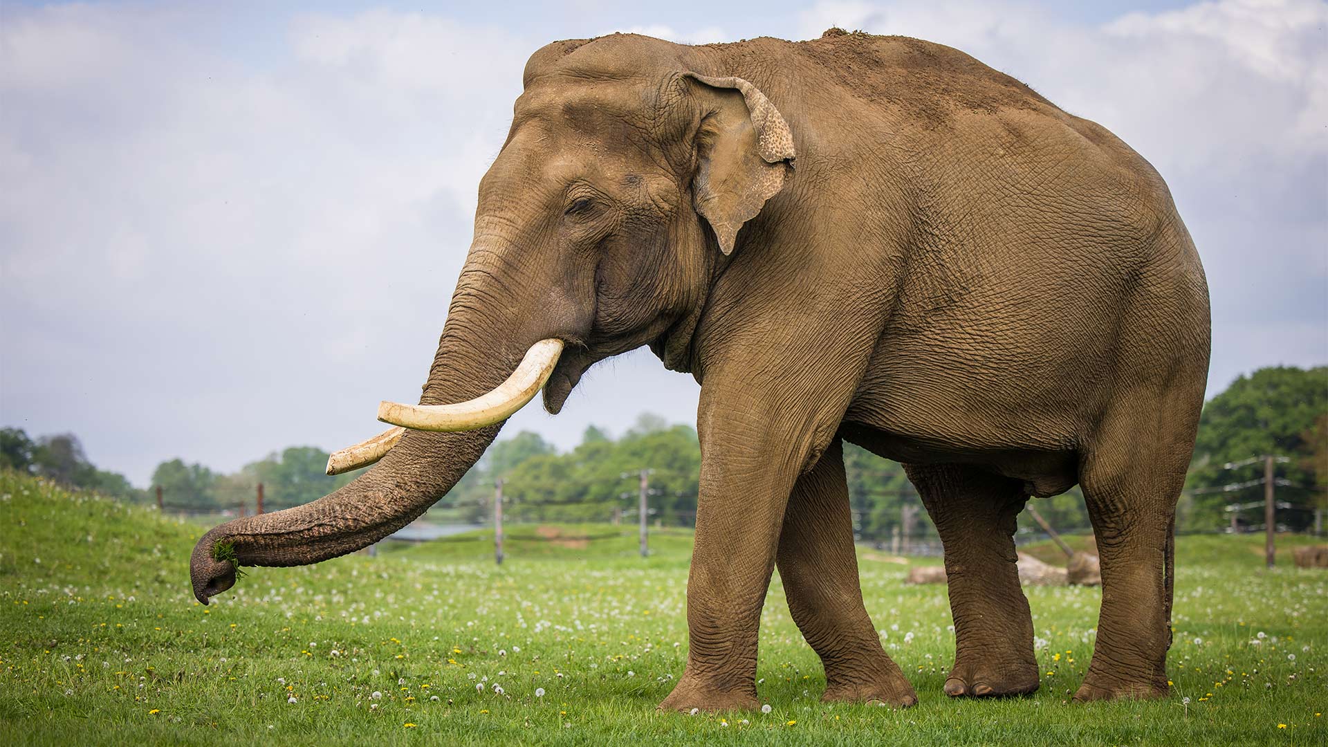 Raja the male Asian Elephant
