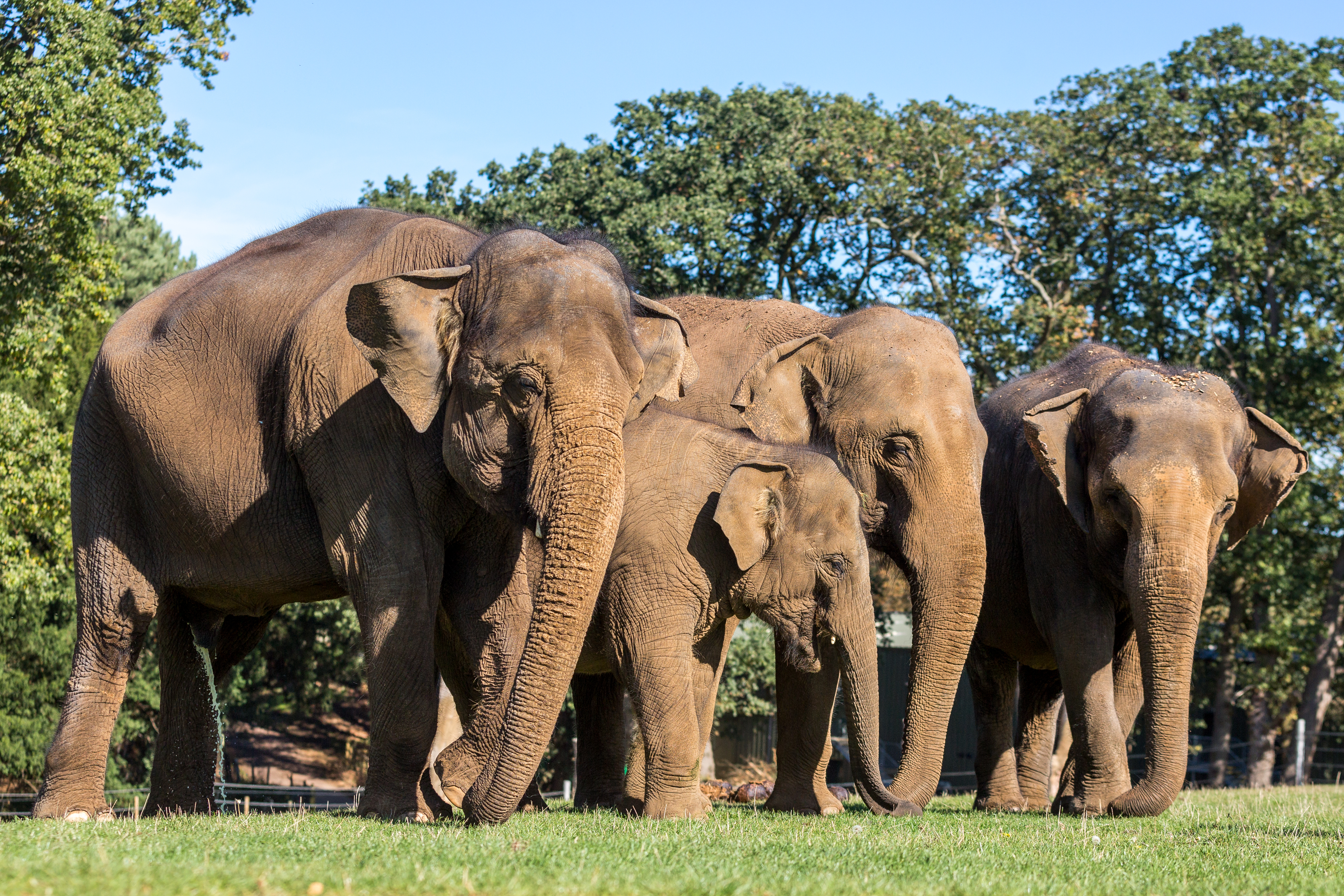 parc safari elephants