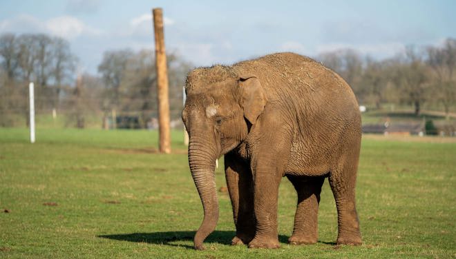 Tarli the female Asian Elephant at Woburn Safari Park
