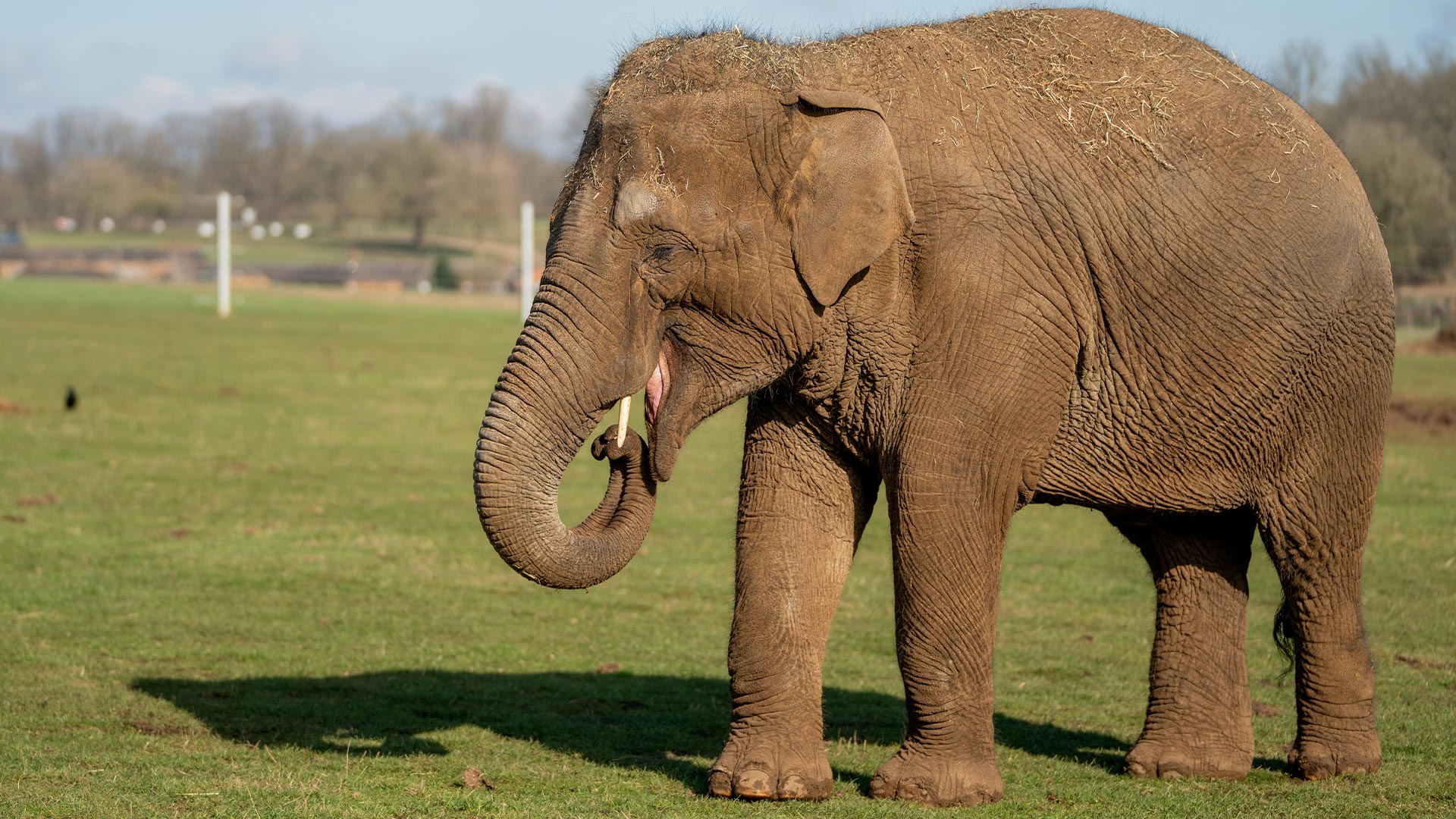 Tarli the Asian elephant smiling with trunk in mouth