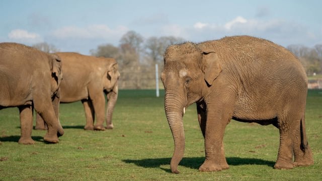 Female Asian elephants, Chandrika, Damini and Tarli at Woburn Safari Park