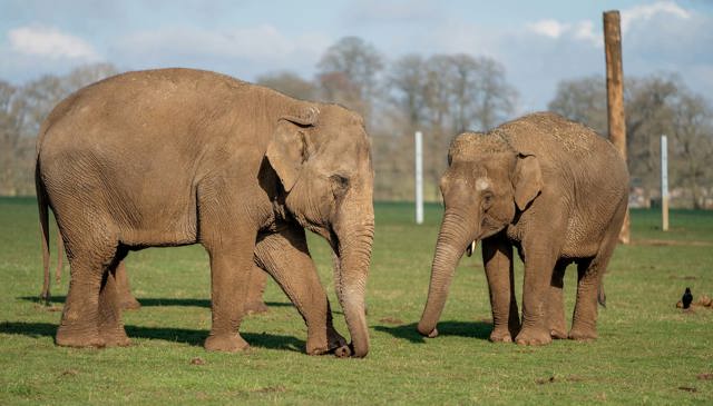 Two female Asian elephants at Woburn Safari Park