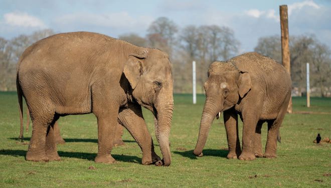 Two female Asian elephants at Woburn Safari Park