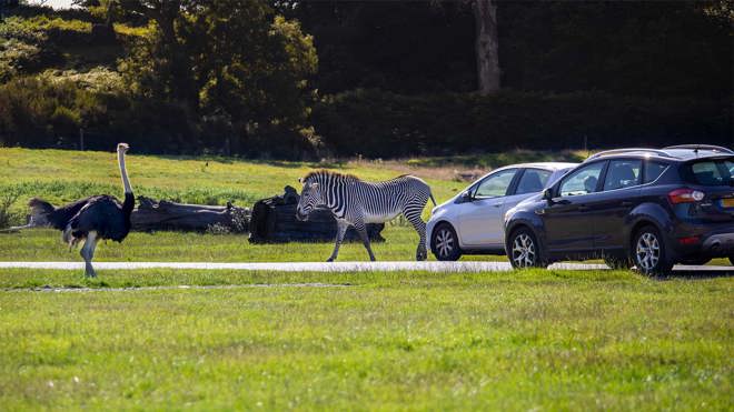Image of family on road safari web res