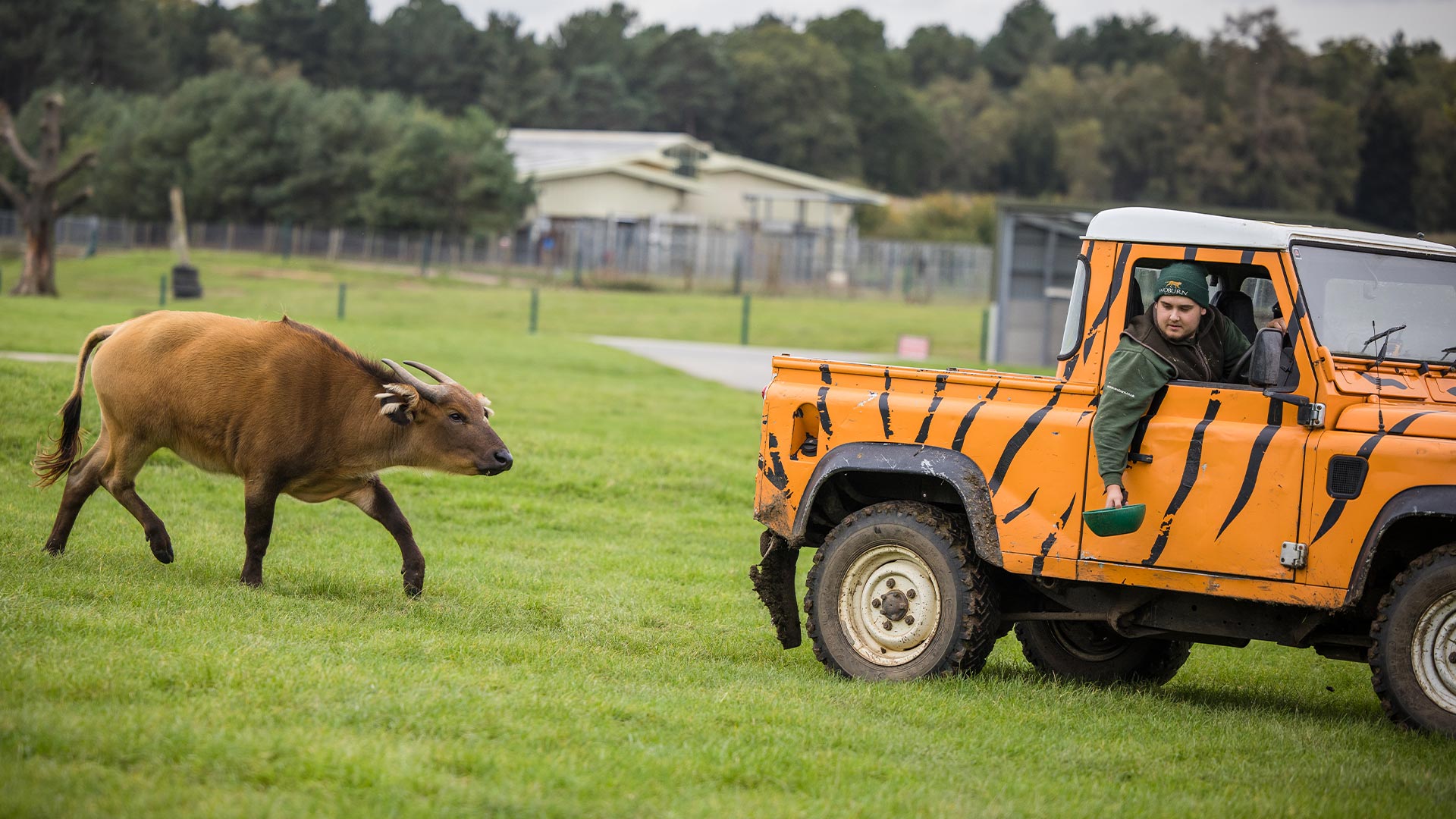 James and buff on Road Safari