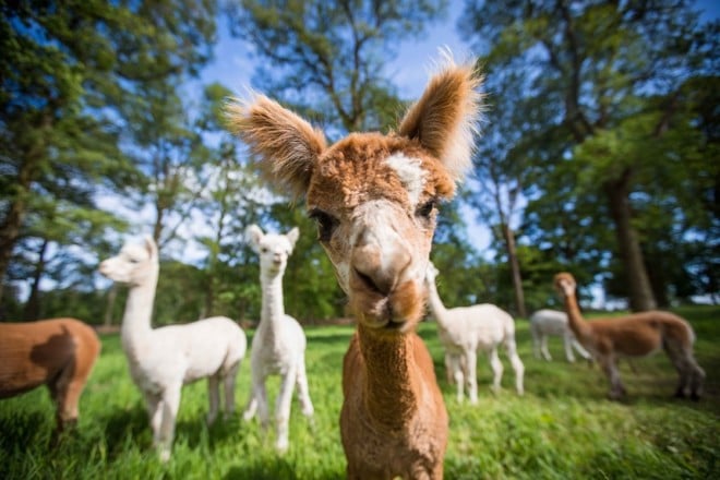 Alpaca stares into camera while the rest of the herd is blurred in the background against some trees and grass