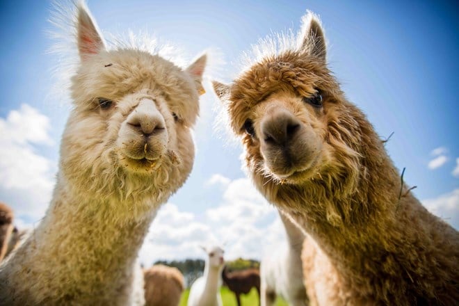 Two alpacas look into camera with rest of herd in background against blue sky 