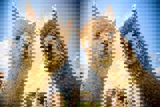 Two alpacas look into camera with rest of herd in background against blue sky 