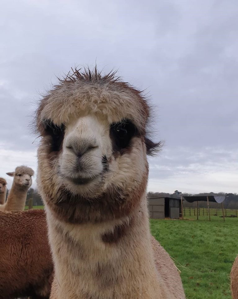 Close up of alpaca at Woburn Safari Park.jpg
