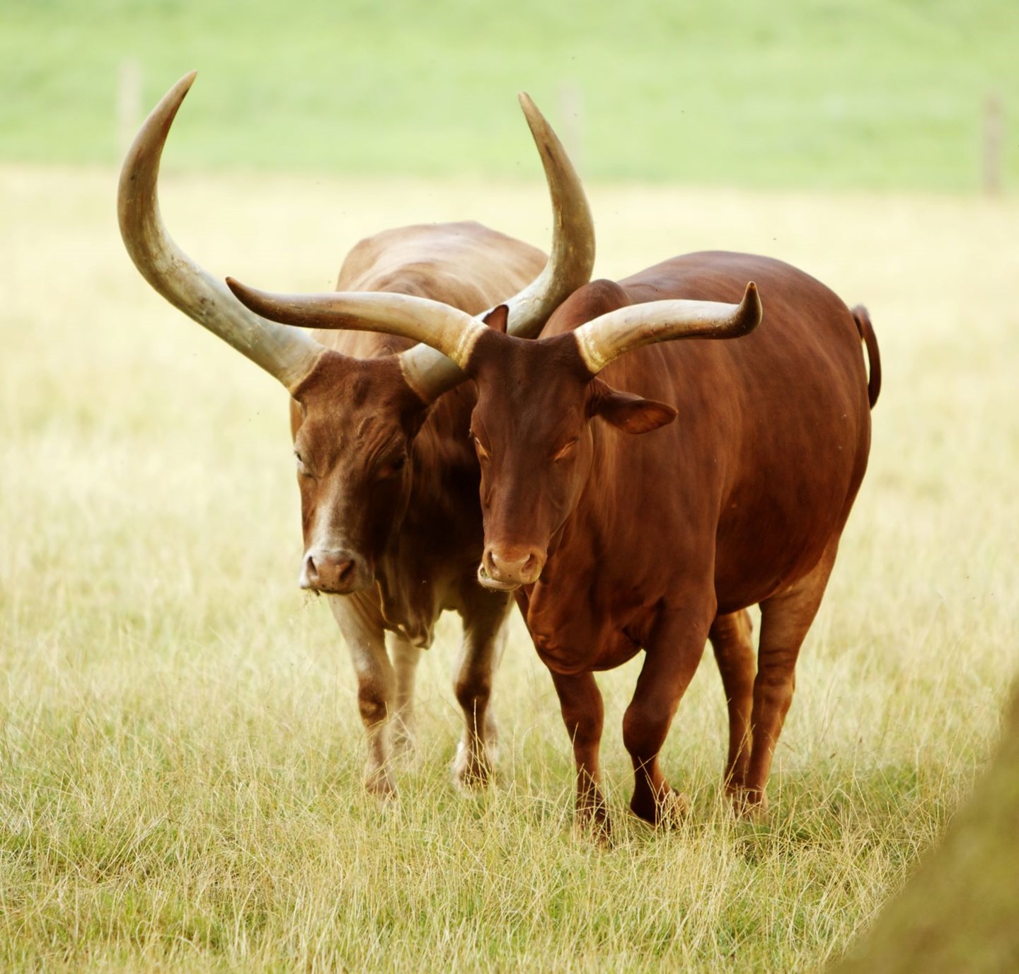 Image of ankole cattle