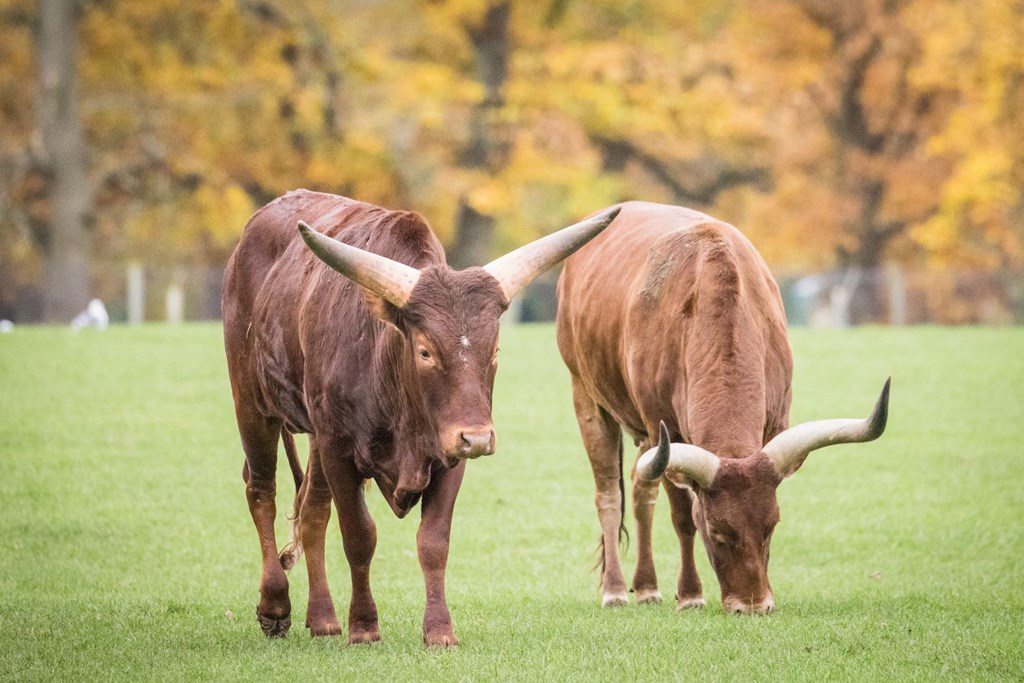 Image of two ankole cattle grazing at woburn safari park