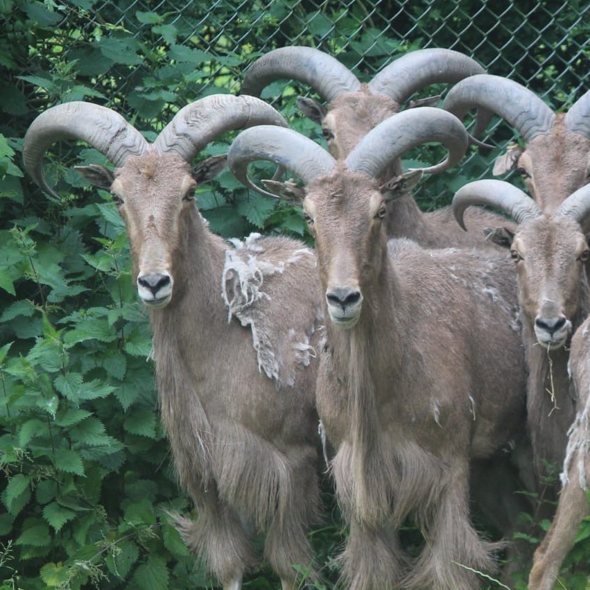 BarbarySheep_Herd_JAMES_square.jpeg