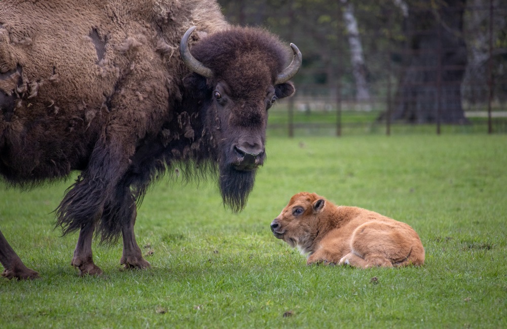 BabyBuffalo_2023.jpg