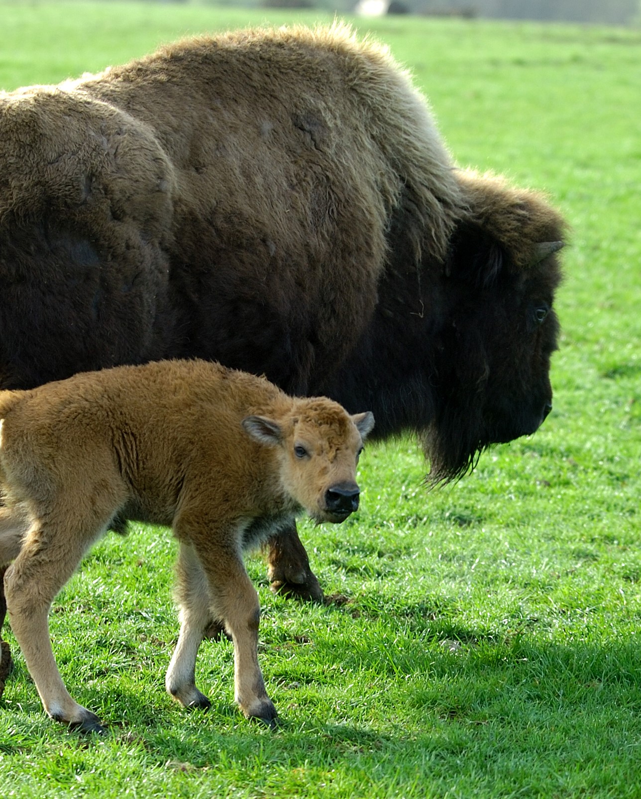 North American Bison Woburn Safari Park Uk Safari Adventures North American Bison Woburn Safari Park Uk Safari Adventures