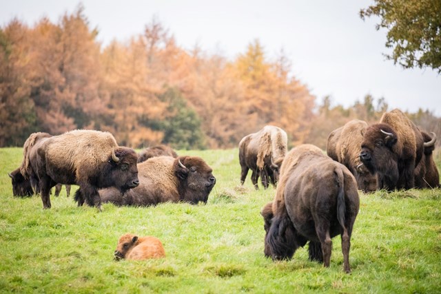 Image of north american bison herd 