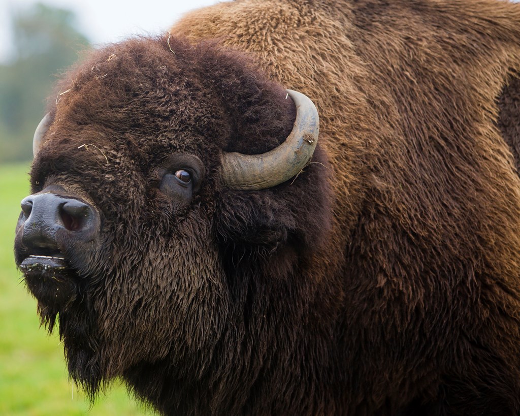 Image of bison wsp 14 10 14 db 86