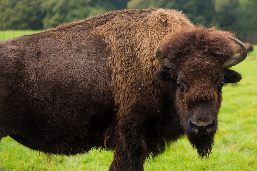 Close up of Bison standing on grass